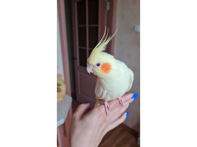 Супер ручные говорящие попугаи выкормыши птенци - Фото 3