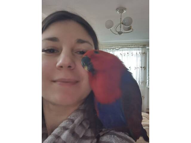 Супер ручные говорящие попугаи выкормыши птенци - Фото 5