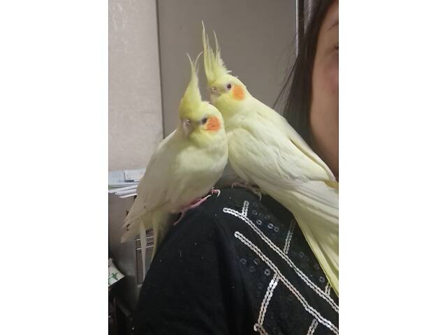 Супер ручные говорящие попугаи выкормыши птенци - Фото 6