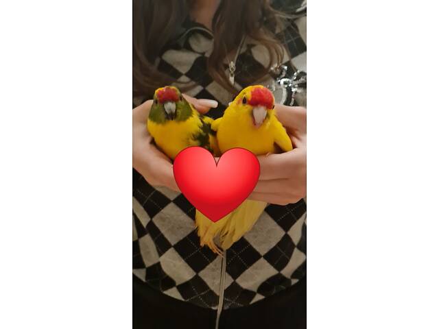 Супер ручные говорящие попугаи выкормыши птенци - Фото 7