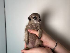 Суркаты, суркатики, домашние суркаты от 1.5 месяцев.