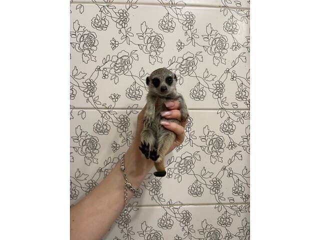 Сурікат ручний маленький. - Фото 1