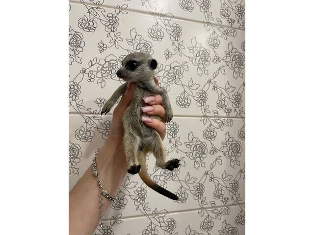 Сурікат ручний маленький. - Фото 2