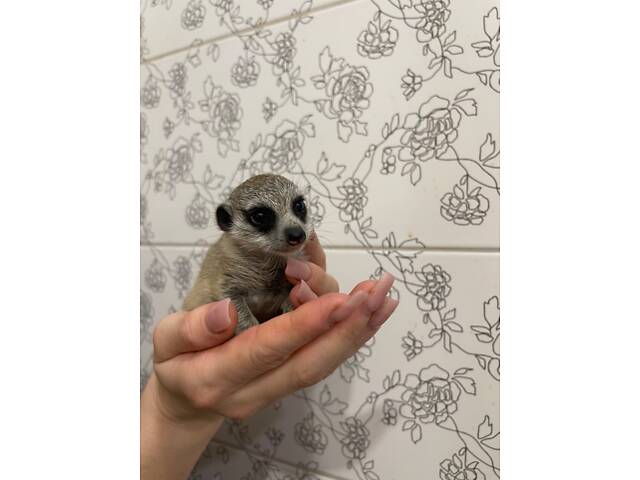 Сурікат ручний маленький. - Фото 3