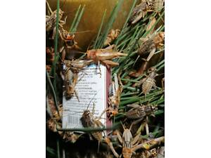 Сверчки живые большие.