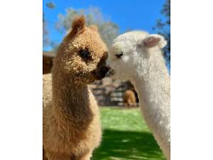 Свійські копитні декоративні тварини, гарненькі Альпаки