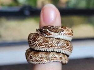 Свиноносые ужи, носатая карликовая змея, очень милые змейки.