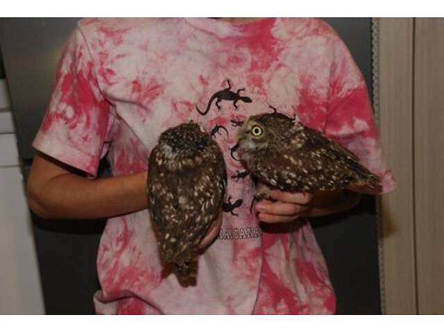 Сич карликова сова, домашня ручна сова - Фото 2