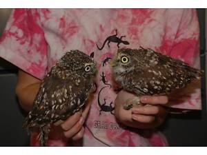Сич карликова сова, домашня ручна сова