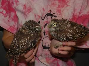 Сич карликова сова, домашня ручна сова