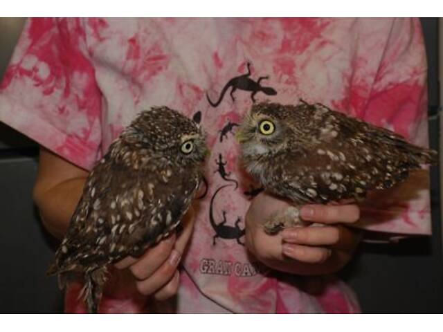 Сич карликова сова, домашня ручна сова - Фото 1