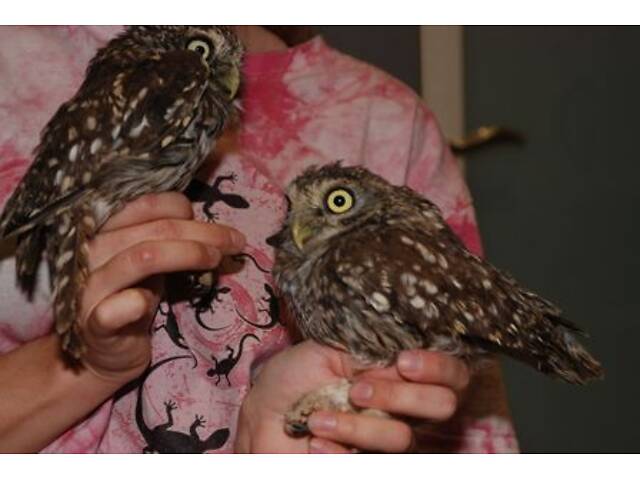 Сич карликова сова, домашня ручна сова - Фото 3