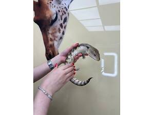 Синьоязикий сцинк, ручна домашня ящірка з синім язиком.