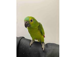 Синьолобий амазон, амазонський папуга з ДНК тестом