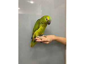 Синьочолий амазон, ручний папуга Амазон