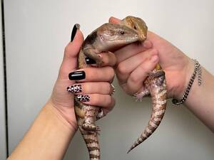 Синеязыкий сцинк, ящерица с синим языком, сцинки.