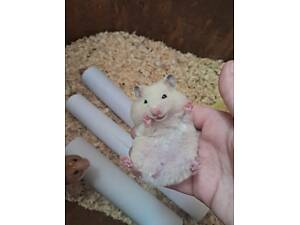 Сирійські хом'яки