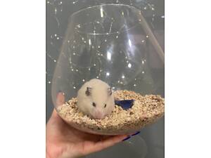 Сирійський хом'як ручний