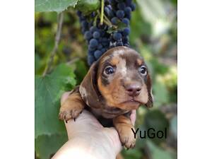 Такса мініатюрні цуценята