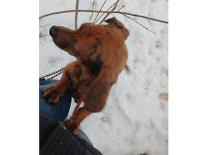 Такси міні щенята тигрового кольору