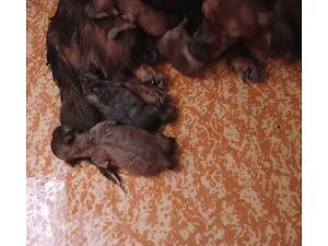 Такси міні щенята тигрового кольору