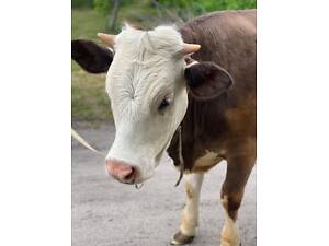 ТЕЛИЦЯ ПОРОДИСТА