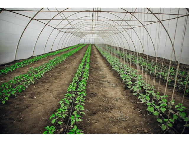 Теплиця 'Західна-8х12' 8х12х3,5м + подвійна плівка 150 мкм + зигзаг профіль - Фото 2