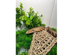 Тераріумна ящірка сцинк, синьоязикий сцинк