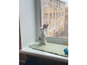 ТЕРМІНОВО! Гарний кролик шукає новий дім