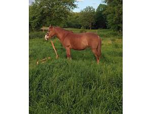 Терміново продається кобила