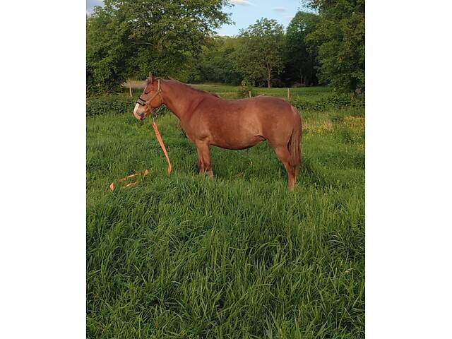 Терміново продається кобила - Фото 1