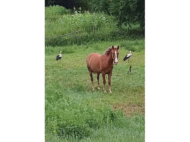 Терміново продається кобила - Фото 2