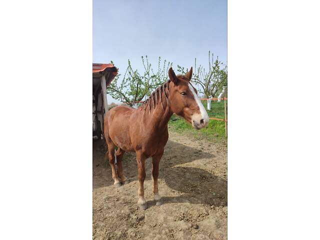 Терміново продається кобила - Фото 3