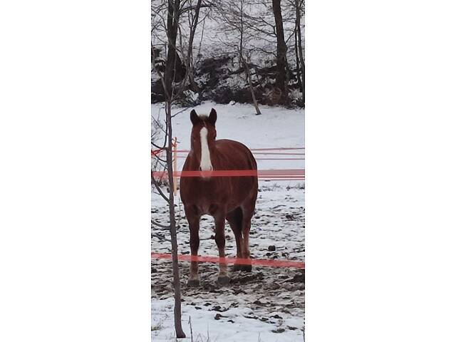 Терміново продається кобила - Фото 4