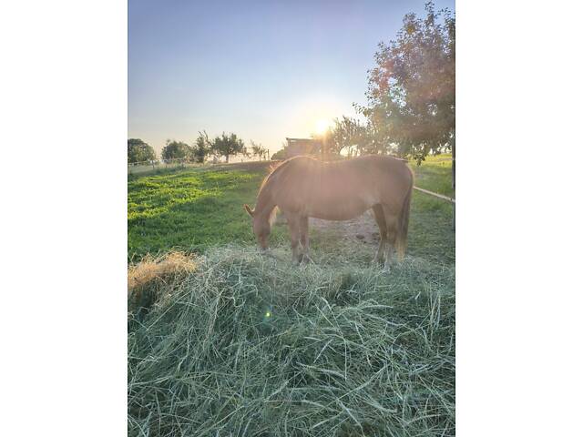 Терміново продається кобила - Фото 5