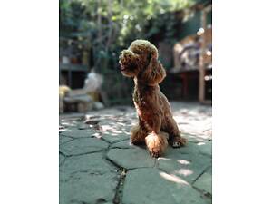 Терміново шукаємо люблячі ручки для Той-пуделя 7.5 міс