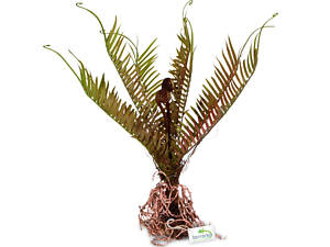 Тераріум Штучна рослина, папороть Terrario 40x14x41см