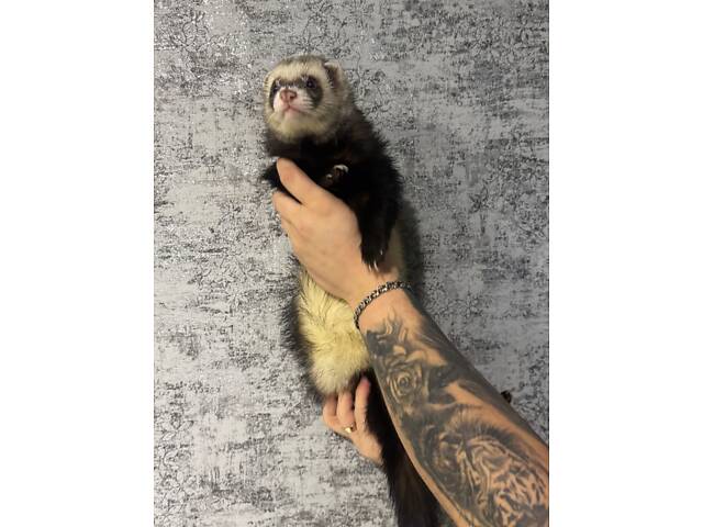 Тхір, фретка вʼязка - Фото 2