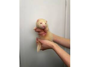 Тхір, хорьок, тхорик, фретка, хорьчата, хорек, ручний тхорик