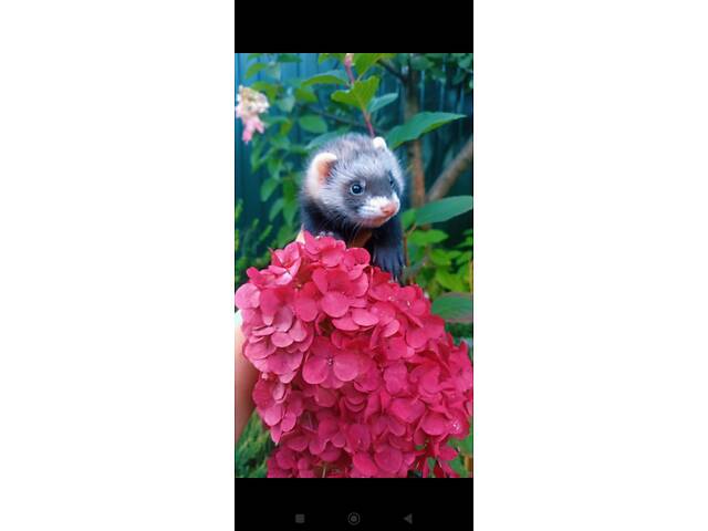 Тхори.Малюки Фредки. - Фото 2