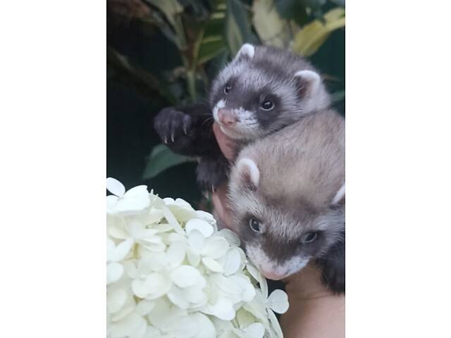 Тхори.Малюки Фредки. - Фото 3