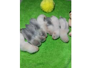 Тхори.Малюки Фредки.