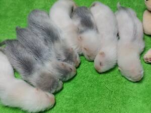 Тхори.Малюки Фредки.