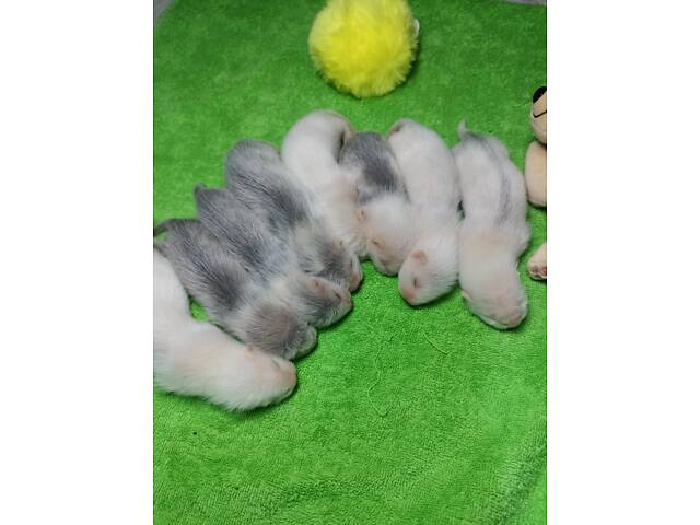 Тхори.Малюки Фредки. - Фото 1