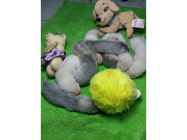 Тхори.Малюки Фредки. - Фото 4