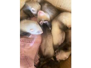 Тхорики (фретка)