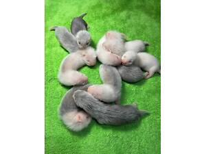 Малюки тхорів фредка