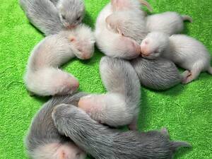 Малюки тхорів фредка