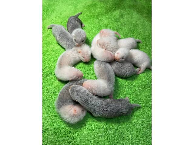 Малюки тхорів фредка - Фото 1