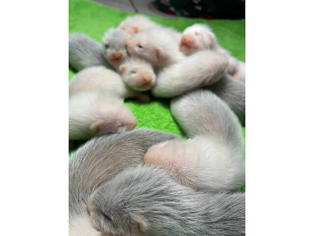 Малюки тхорів фредка - Фото 2